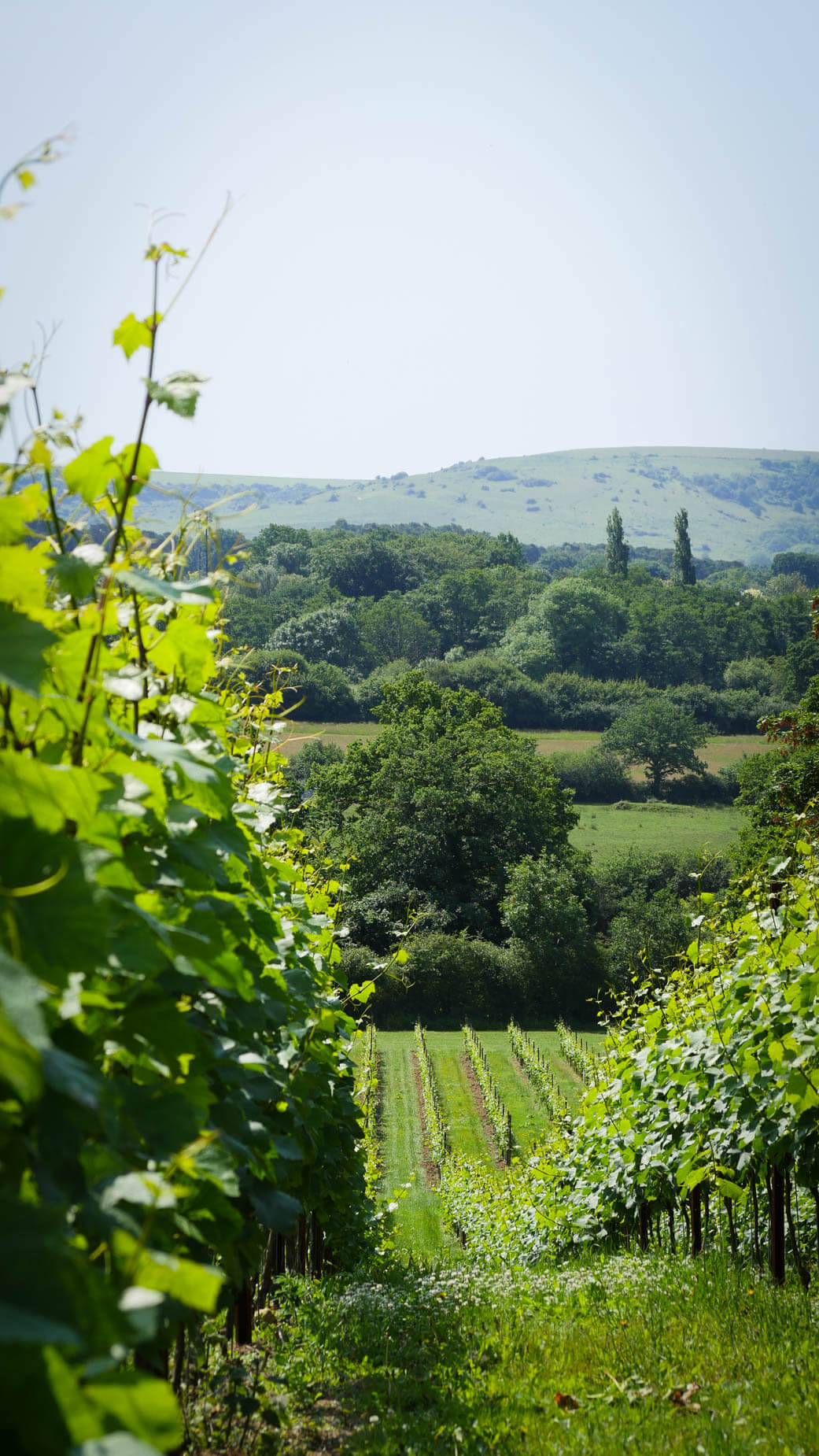 Abingworth Vineyard - About Image 1