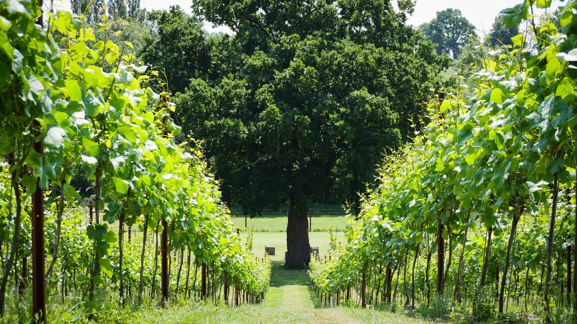 Abingworth Vineyard - About Image 1