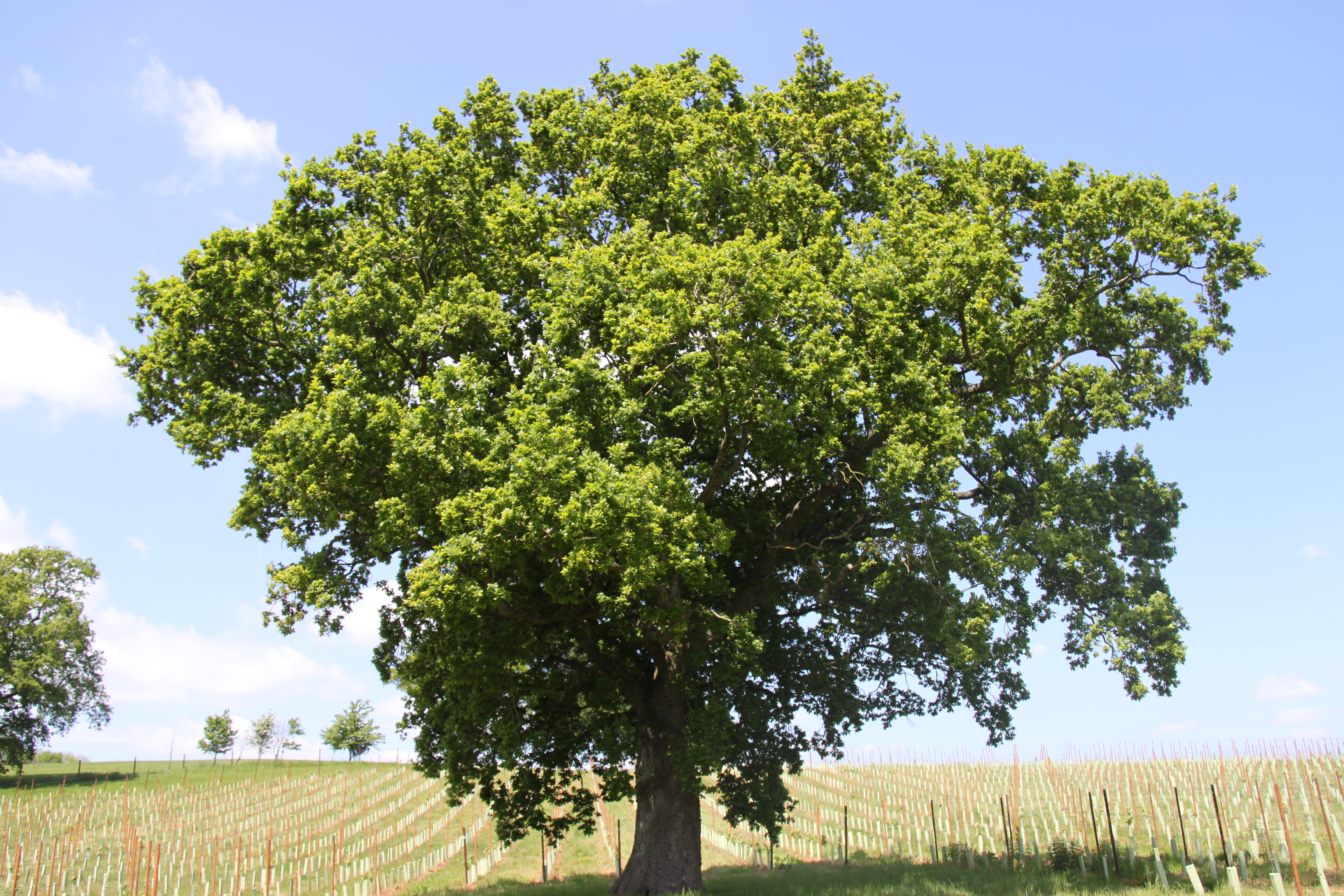Abingworth Vineyard - About Image 1