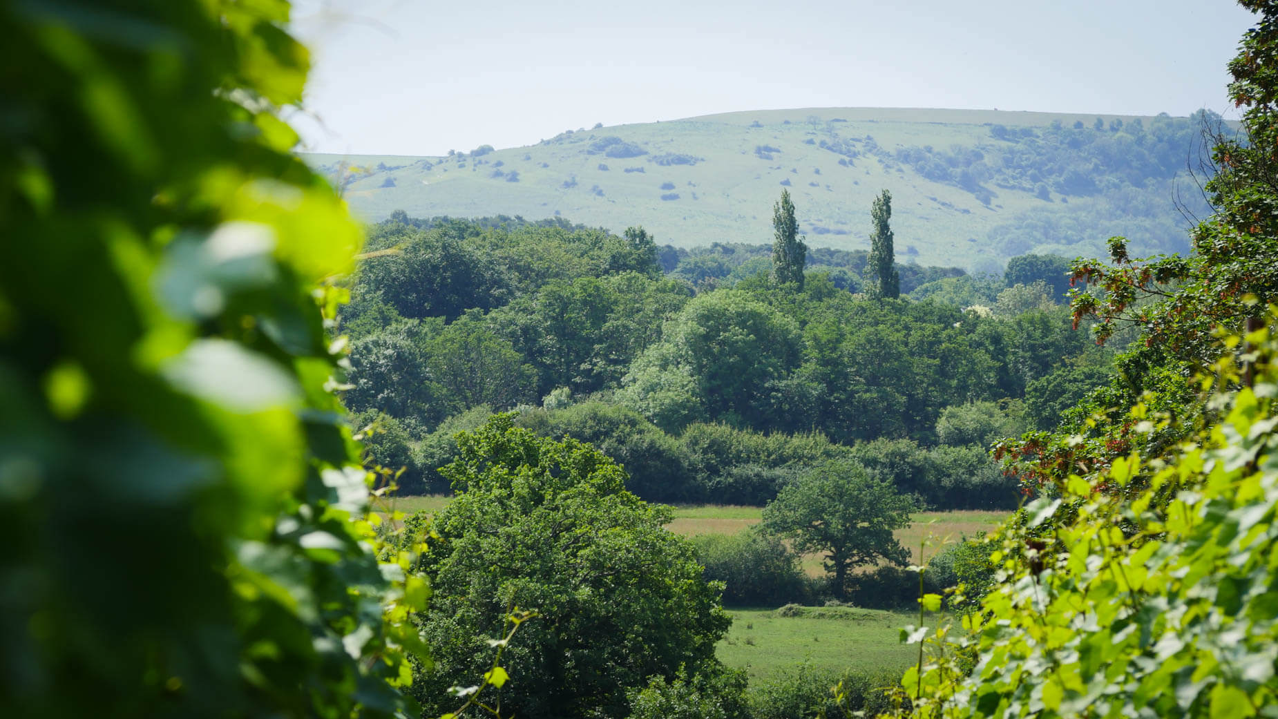 Abingworth Vineyard - About Image 1