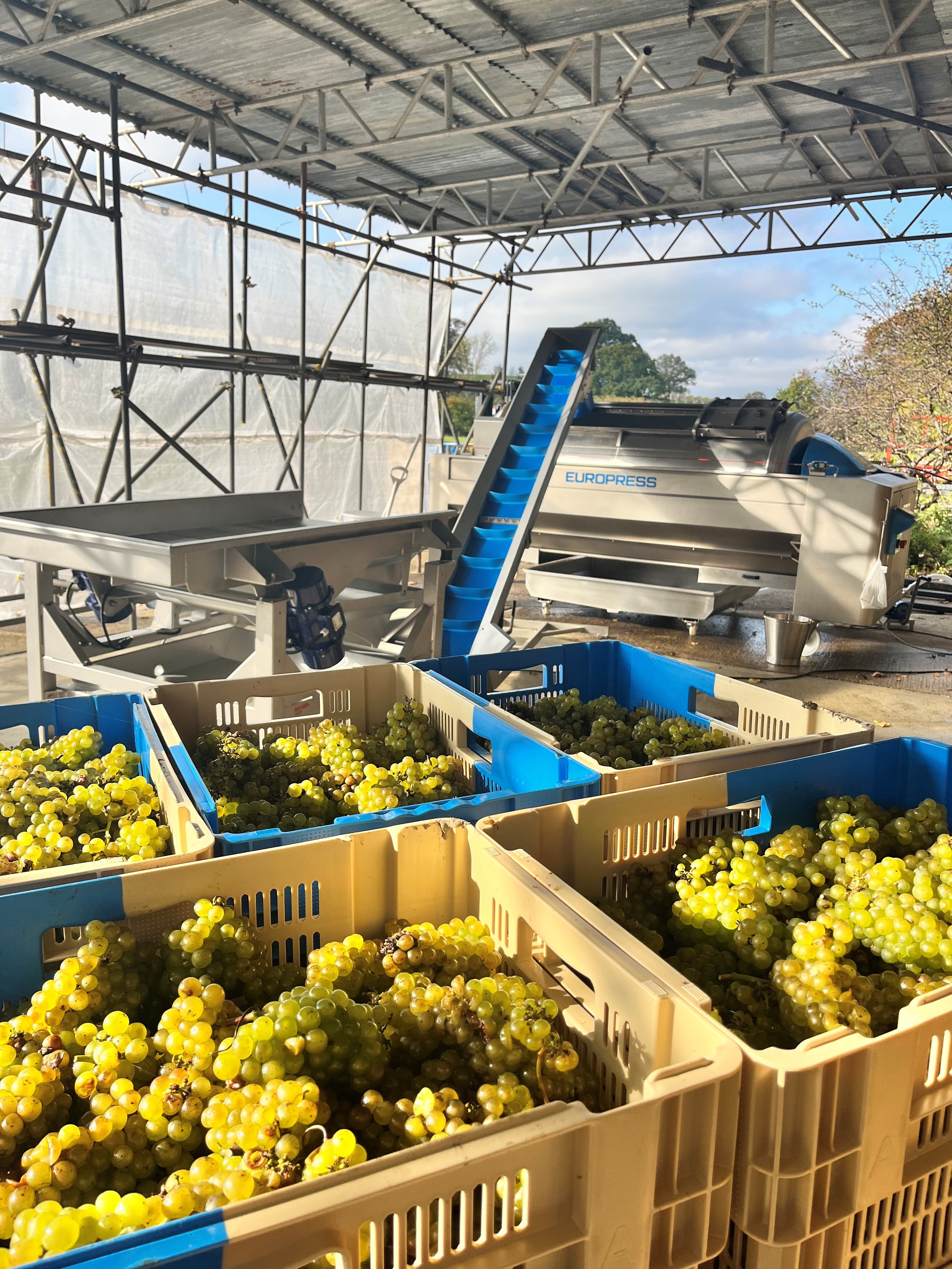 Abingworth Vineyard - About Image 1