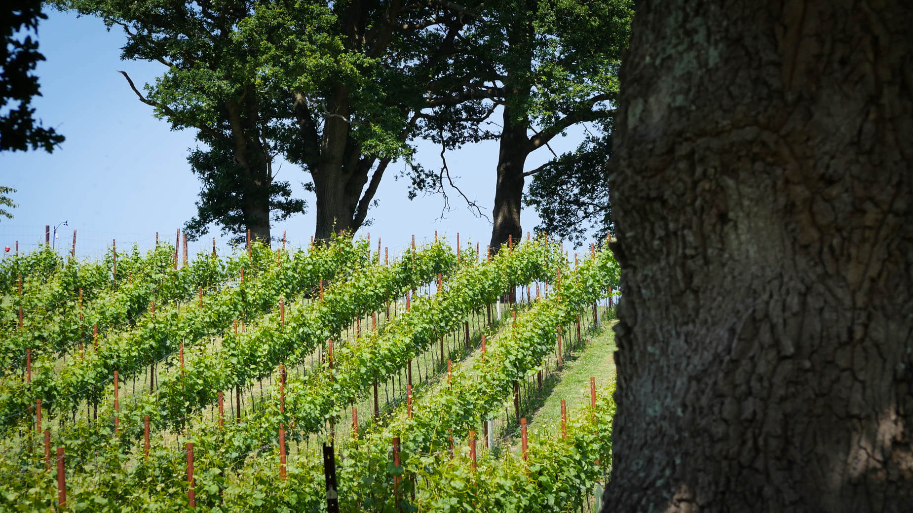 Map Image - Pinot Noir 115