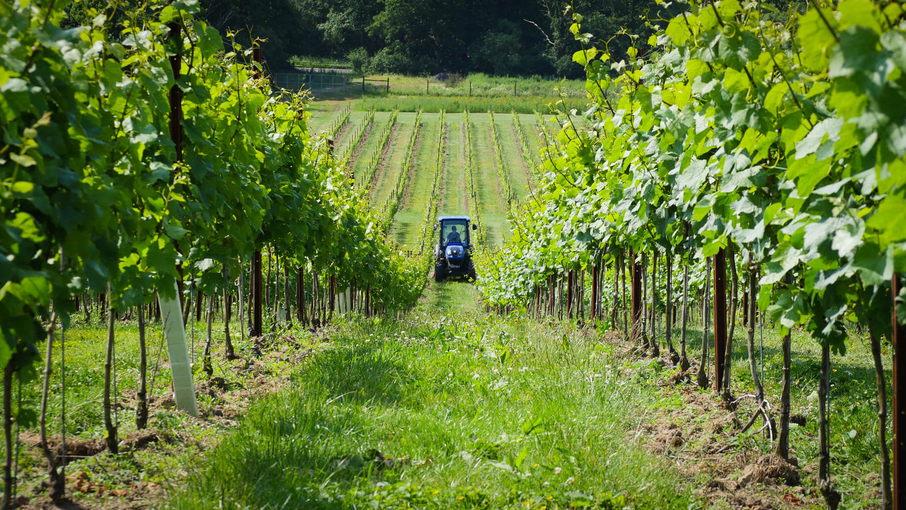 Map Image - Chardonnay 95