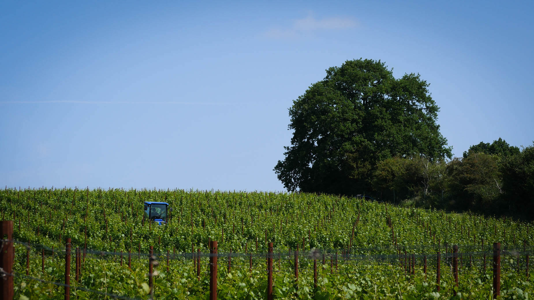 Map Image - Chardonnay 809