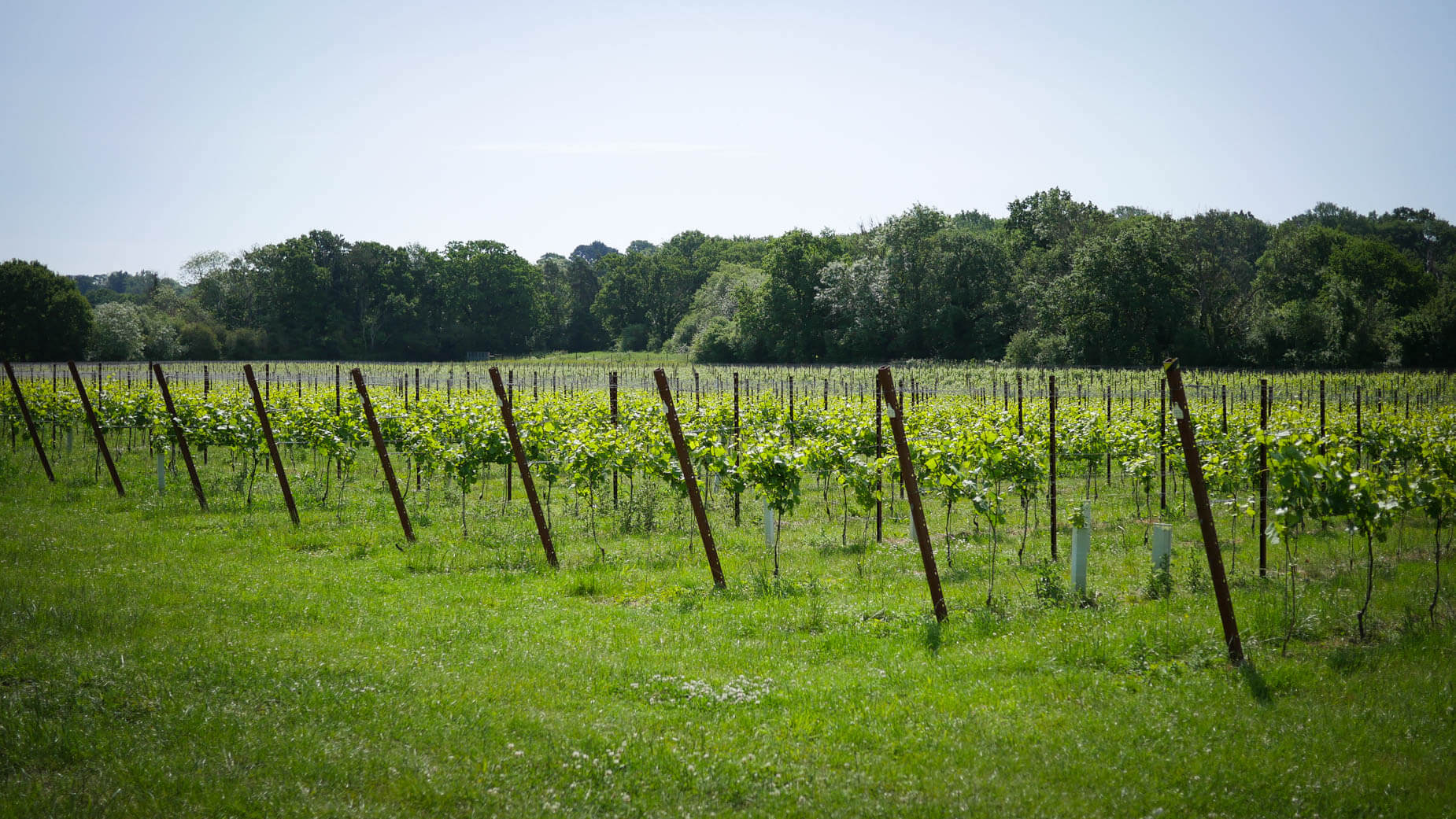 Map Image - Pinot Gris 457