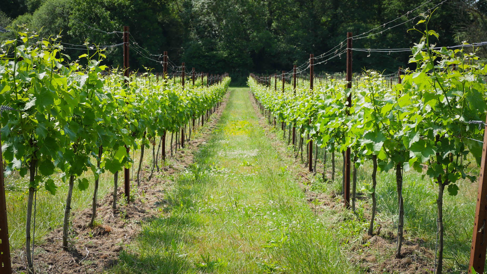 Map Image - Pinot Gris 514