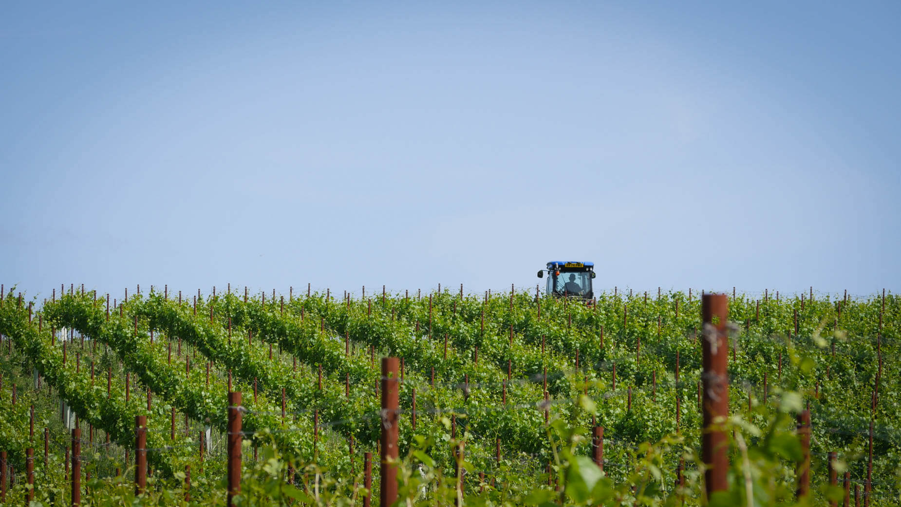 Abingworth Vineyard Notice Banner Image