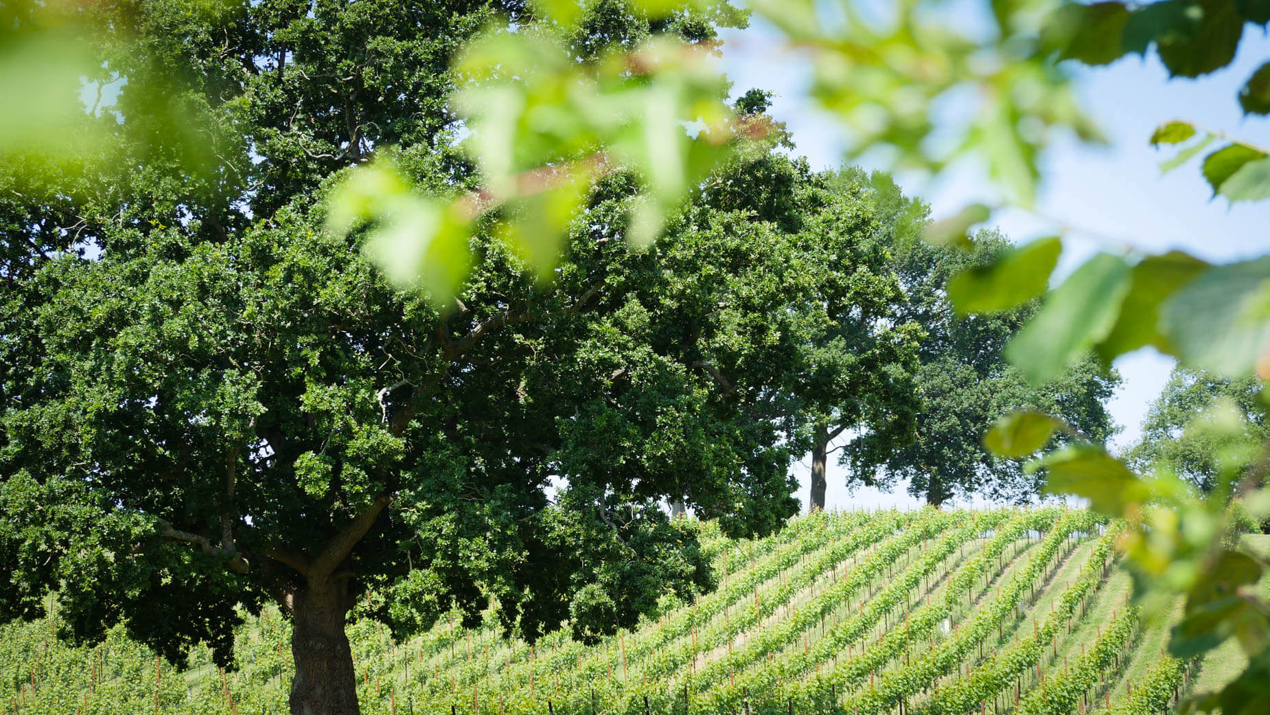 Map Image - Pinot Noir 777