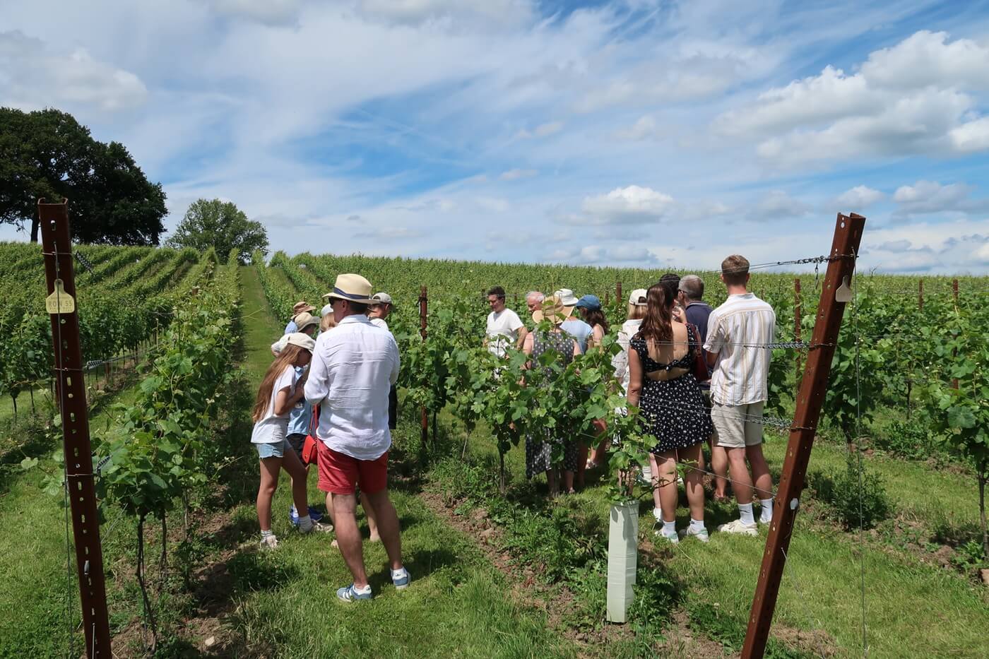 Abingworth Vineyard - About Image 1