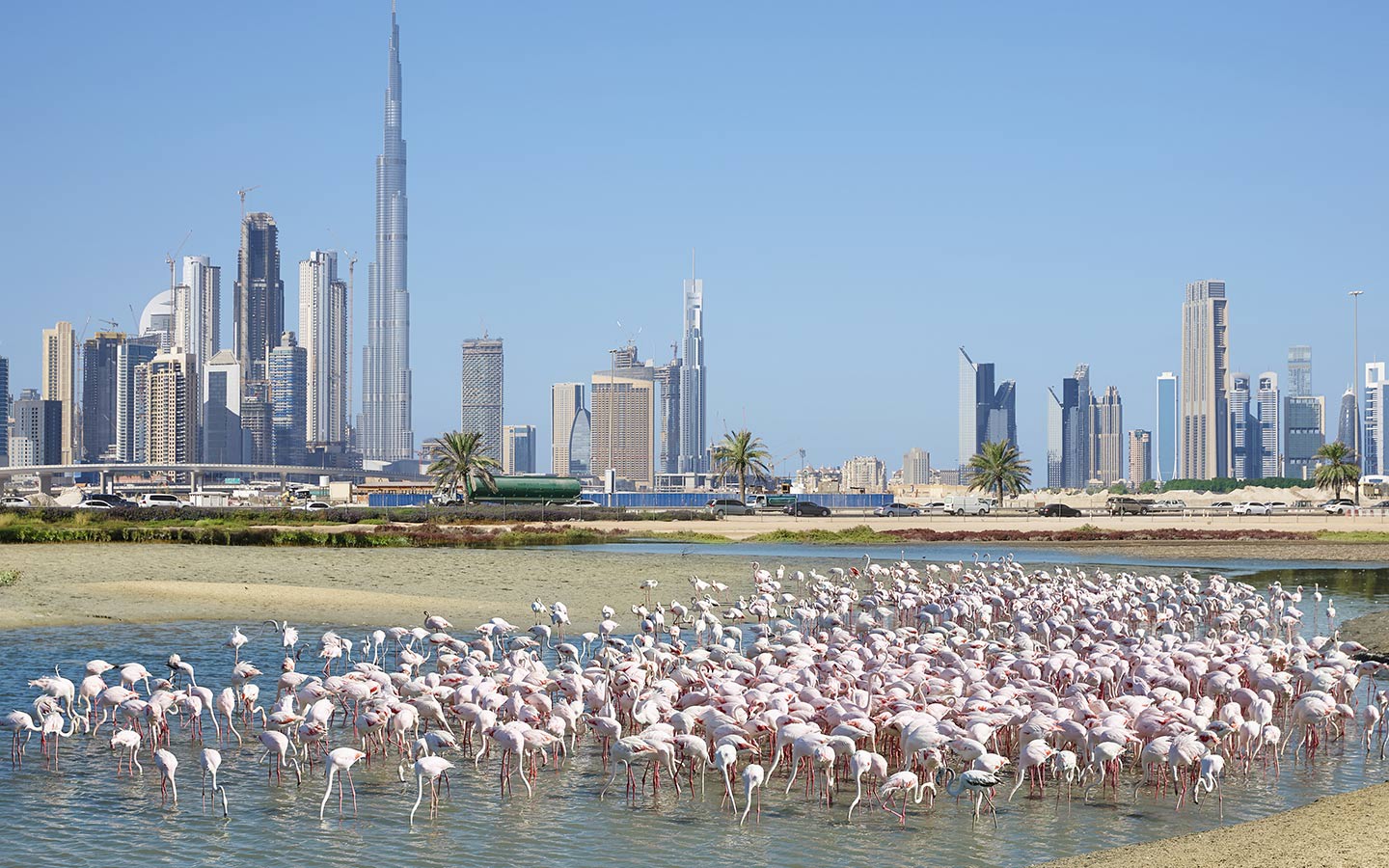 Dubai Creek Harbour - Nature