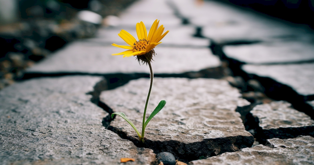 Disagree, commit, and disagree: How a lazy solution became a category