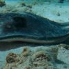 A student studying abroad with SFS: Turks & Caicos - Marine Resource Management Studies