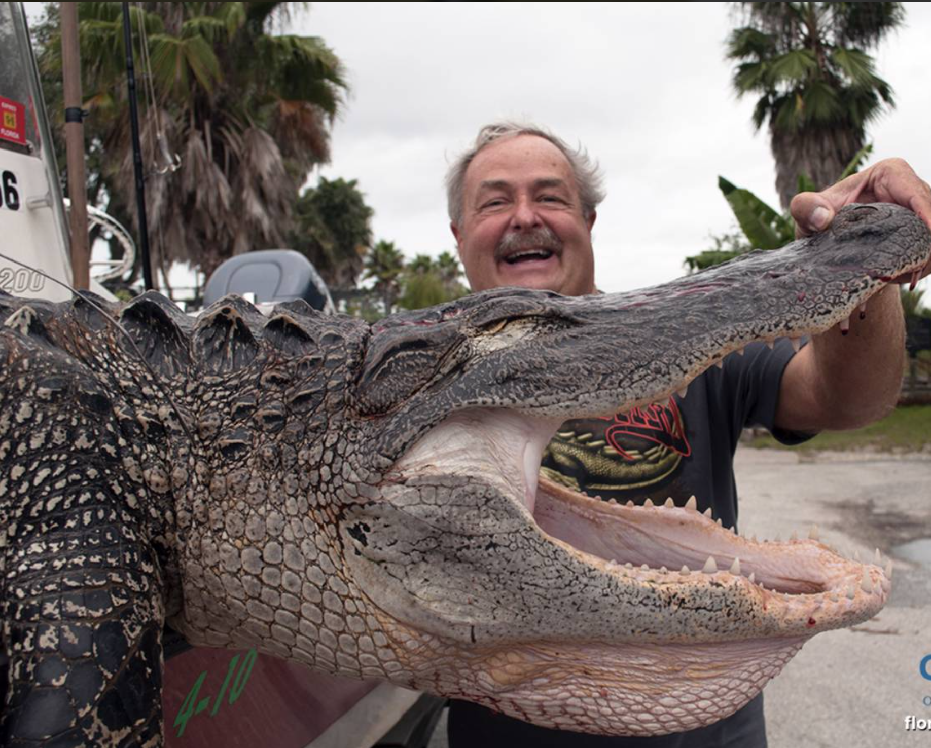 Airboat Gator Hunt — Exotic Hunts in Naples, FL — photo 2