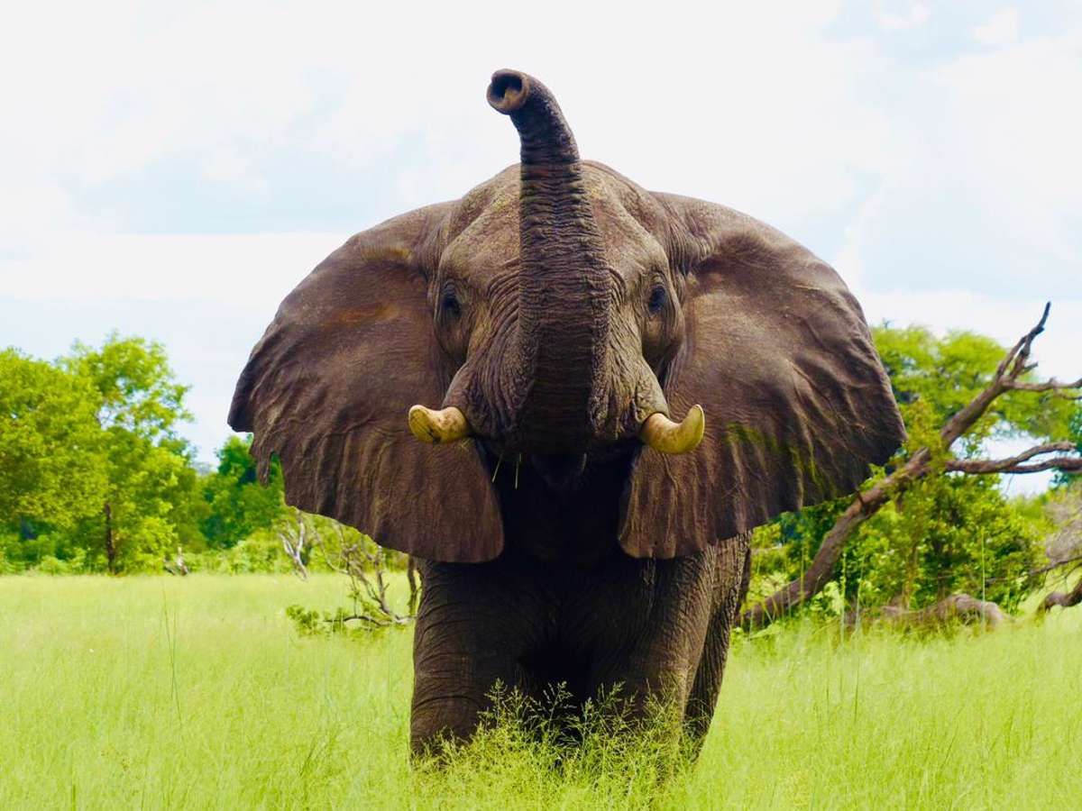 Elephant Bull Safari — Big Game Hunting in Mount Hampden Junction, Mashonaland West Province, Zimbabwe
