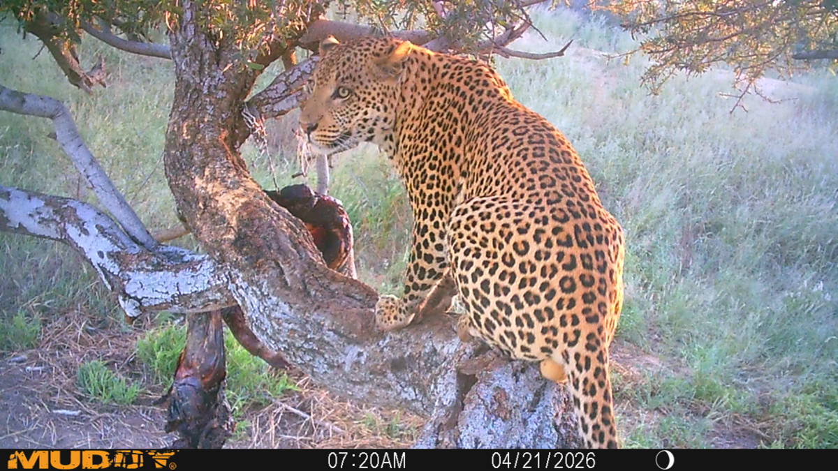 Namibian Trophy Leopard Hunt — Predator Hunts in Chichindwe, Masvingo Province, Zimbabwe