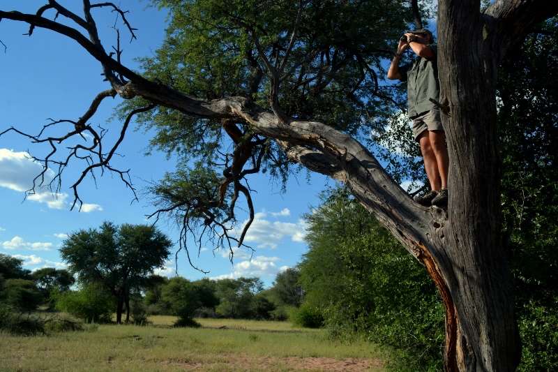 Namibian Trophy Leopard Hunt — Predator Hunts in Chichindwe, Masvingo Province, Zimbabwe — photo 4