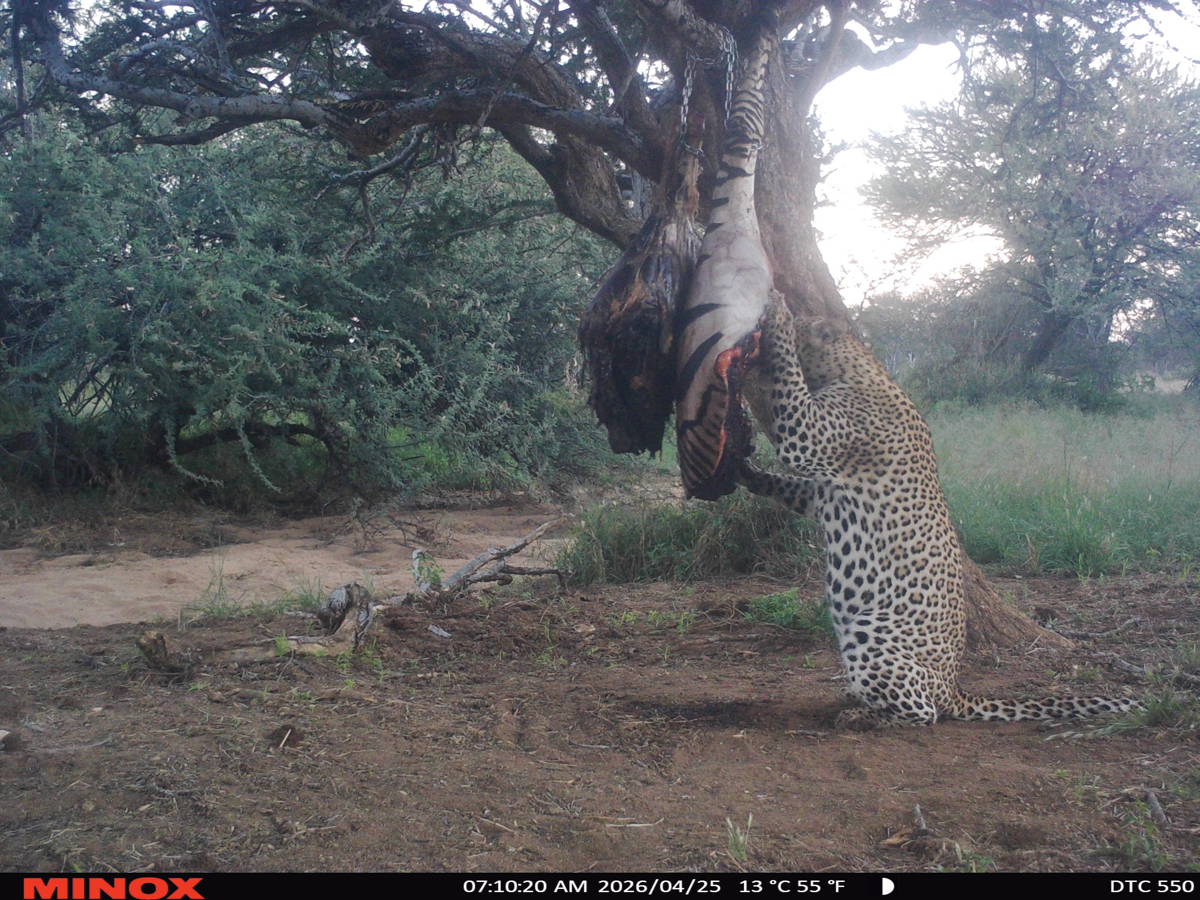 Namibian Trophy Leopard Hunt — Predator Hunts in Chichindwe, Masvingo Province, Zimbabwe — photo 5