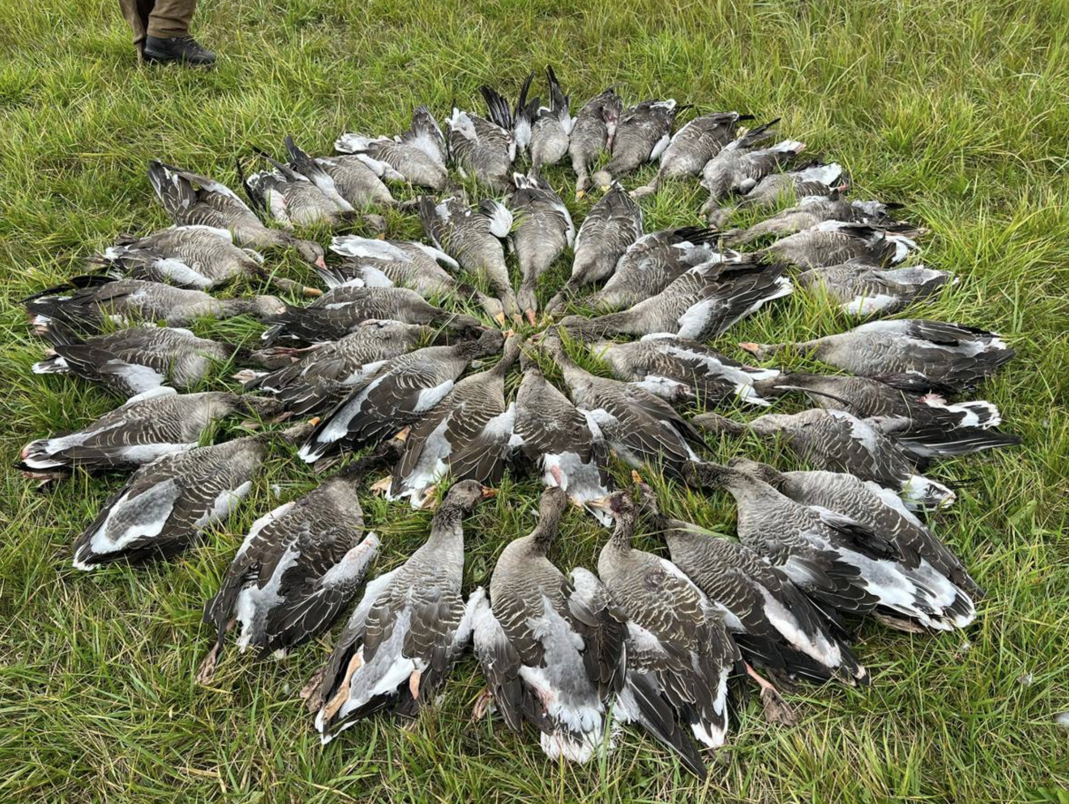 Goose and Duck Hunt — Bird Hunting in Ebes, Hajdú-Bihar, 4211, Hungary
