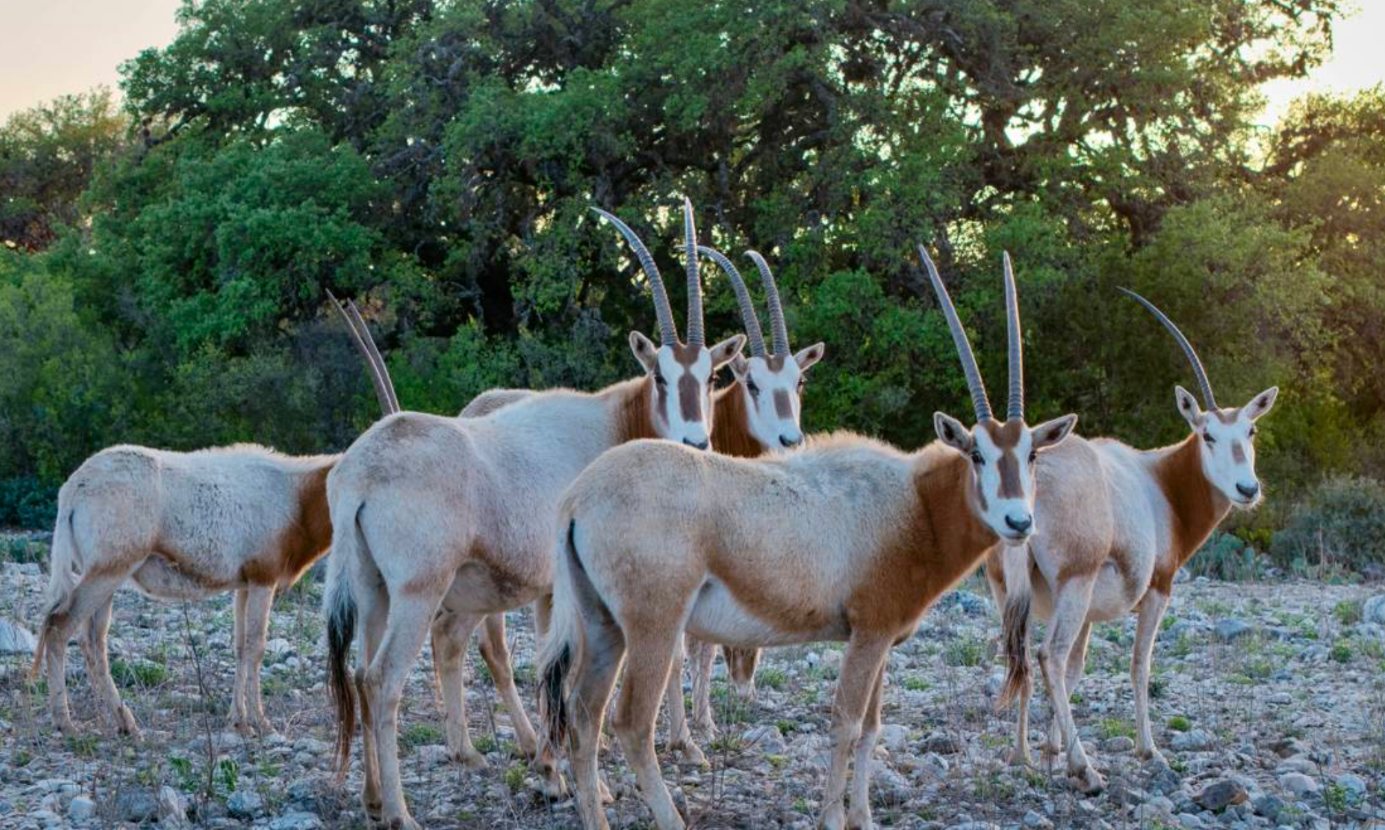 Scimitar Oryx Hunt — Big Game Hunting in Aransas Pass, TX — photo 4