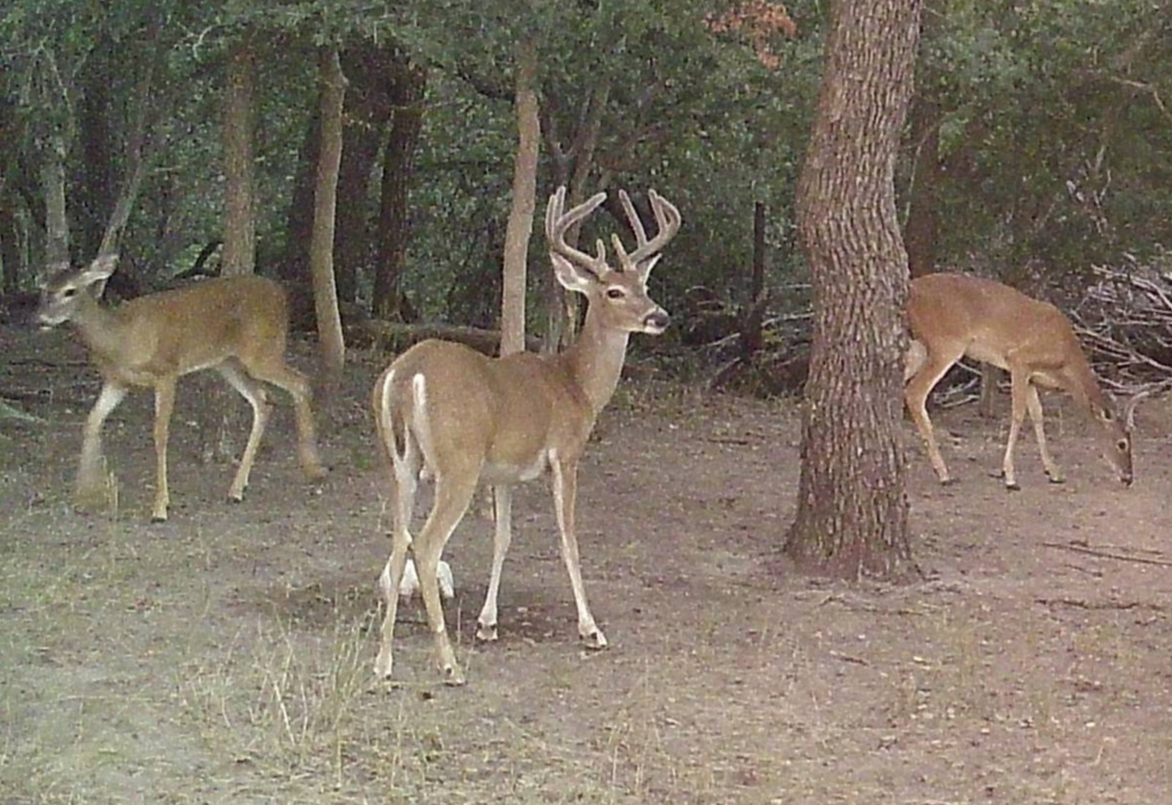 Whitetail Deer Buck Hunt — Small Game in Fredericksburg, TX — photo 2