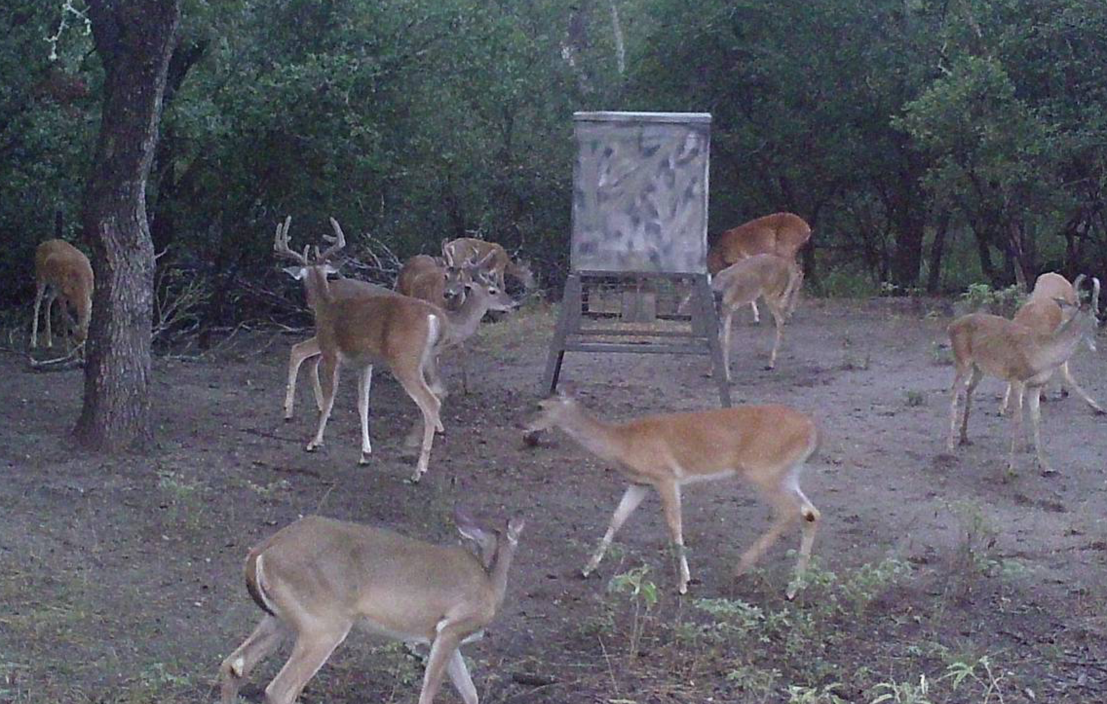 Whitetail Deer Buck Hunt — Small Game in Fredericksburg, TX