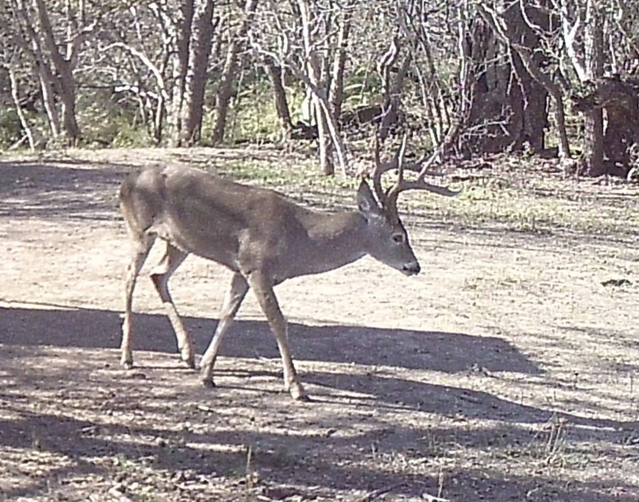 Whitetail Deer Buck Hunt — Small Game in Fredericksburg, TX — photo 7