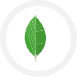 MongoDB icon