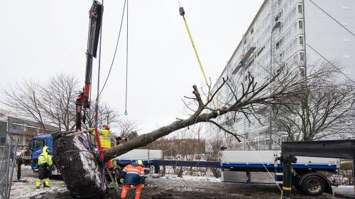 Illus: Flytting av trær for Bybanen utbygging