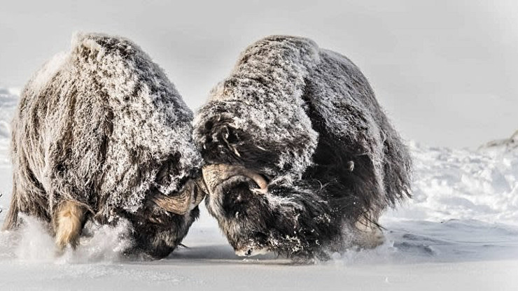 Illus: Moskussafari på Dovrefjell