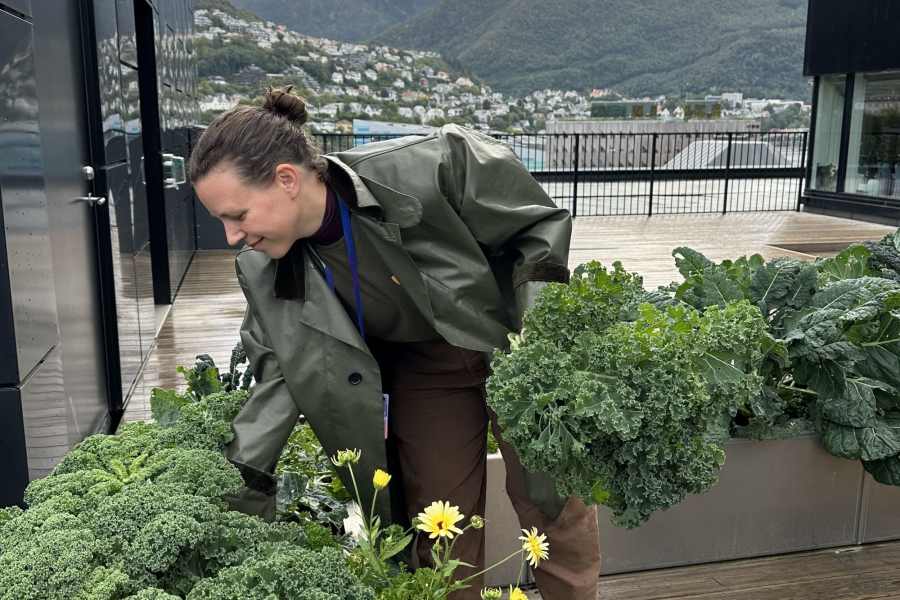 Dyrking på takterrasse i Bergen