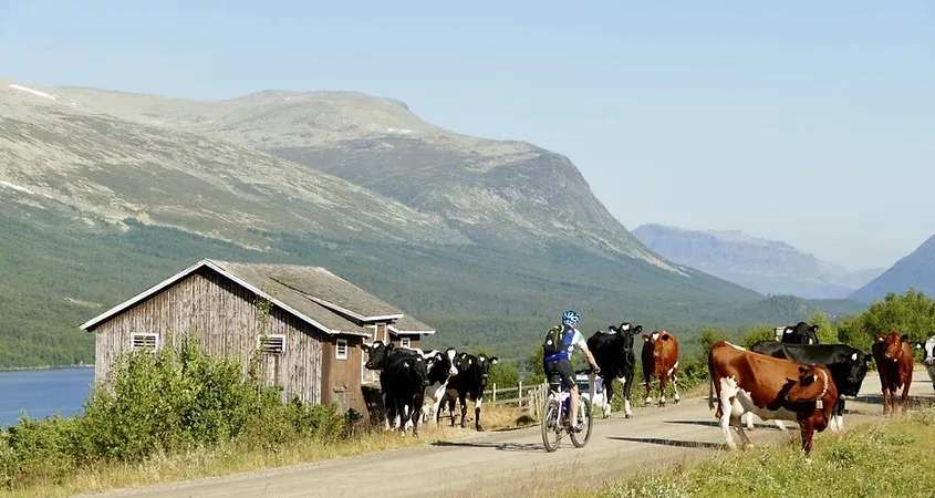 Hjemreise over Hardangervidda