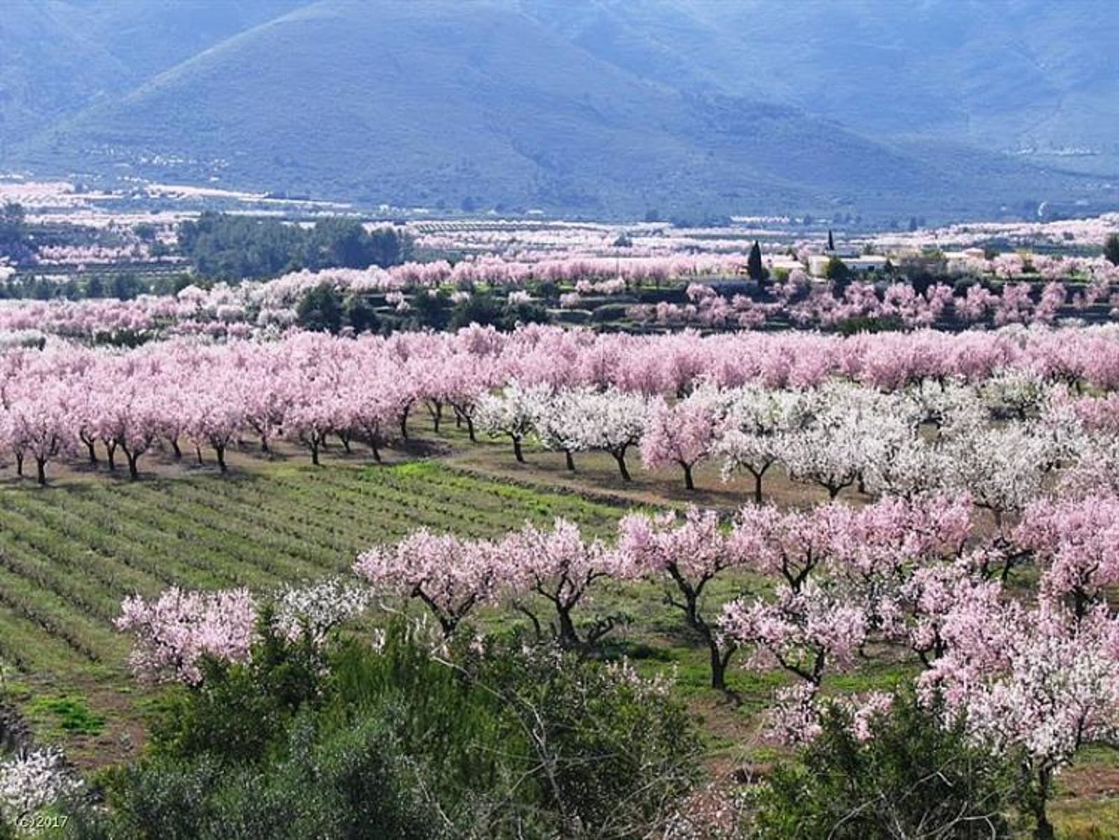 Panoramic view of Jalón Valley with mountains in the background