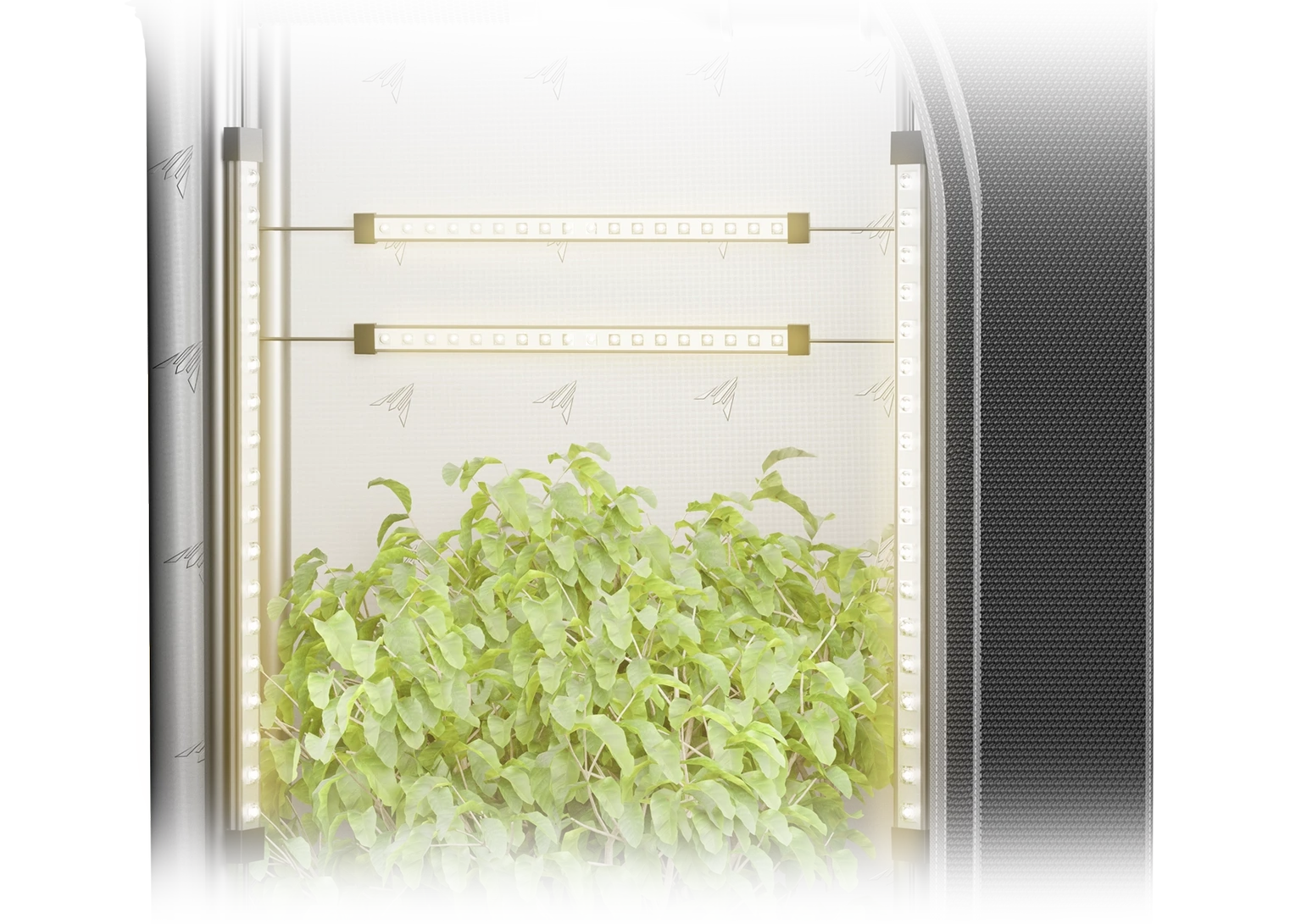 Interior of a grow tent with Ionbeam LED light bars mounted vertically on the side frame poles and horizontally on the back wall, shining onto a leafy green plant