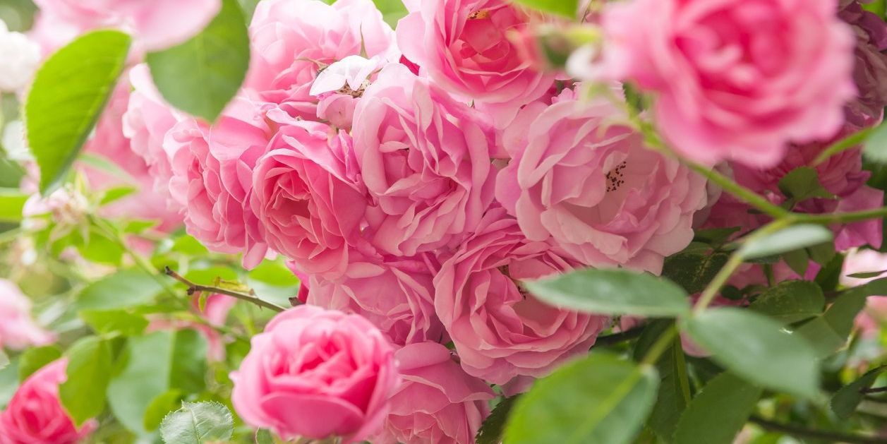 Roses & Rose' event logo