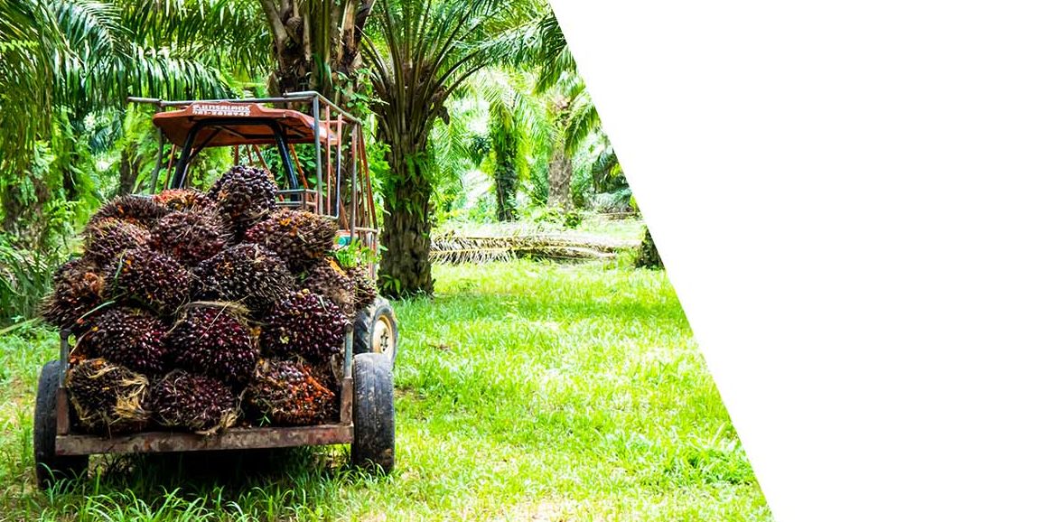 Accelerating sustainable supply chains in Europe: The case of palm oil event logo