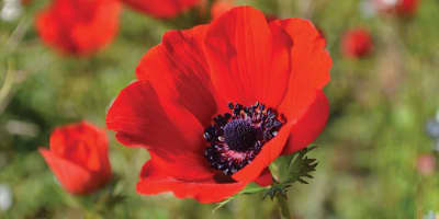 Donor Society Appreciation Cocktail Reception event logo