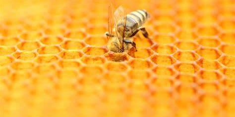 Honey Bee Dinner event logo