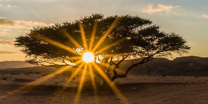 Wake Up for Israel event logo