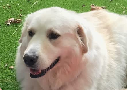 GPRA 2020 Annual Raffle event logo