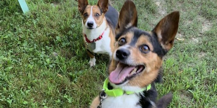 Putt for Pets - 2021 SAS Silent Auction event logo