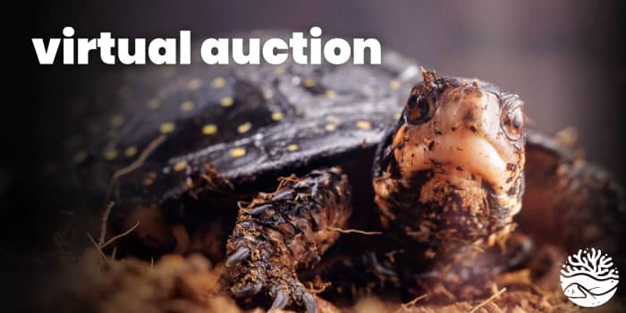 aquarium of niagara virtual auction 2024 event logo