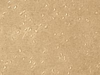 US3D Jay Jeffers Finish