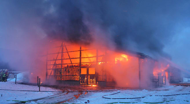Gunzwil: Brand einer Scheune - sieben Kühe verendet 