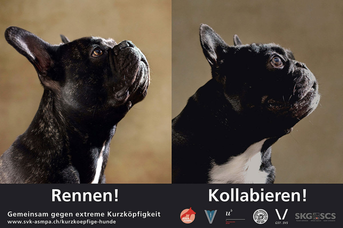 Kurzköpfige Hunde leiden in der Sommerhitze enorm