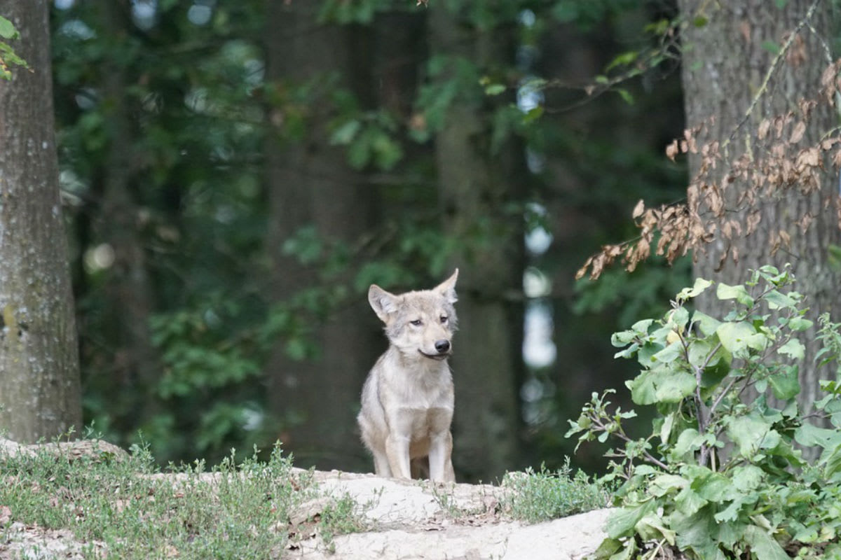 Berner Konvention - Schweiz beantragt Rückstufung des Schutzstatus des Wolfs