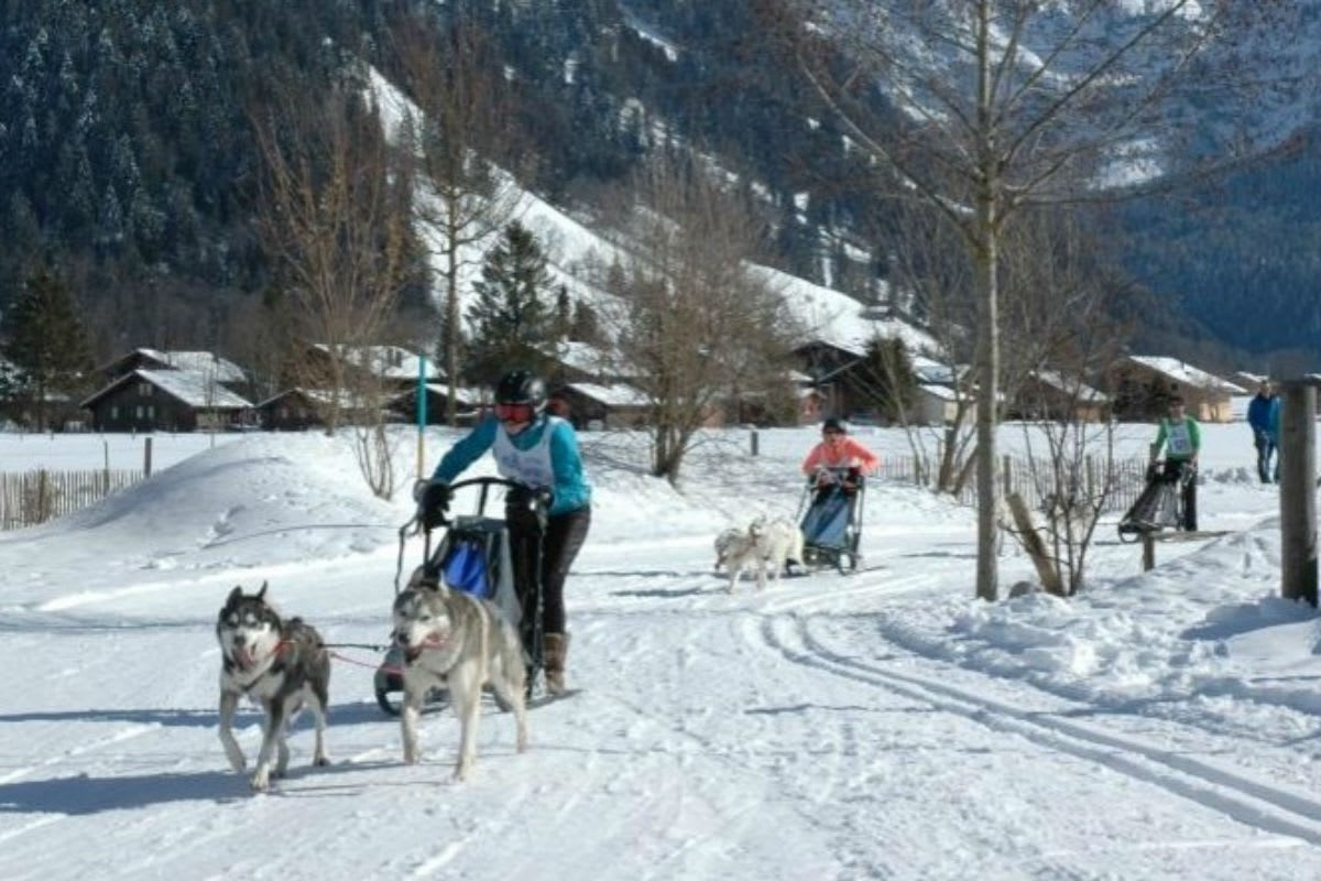 Internationales Schlittenhunderennen an der Lenk