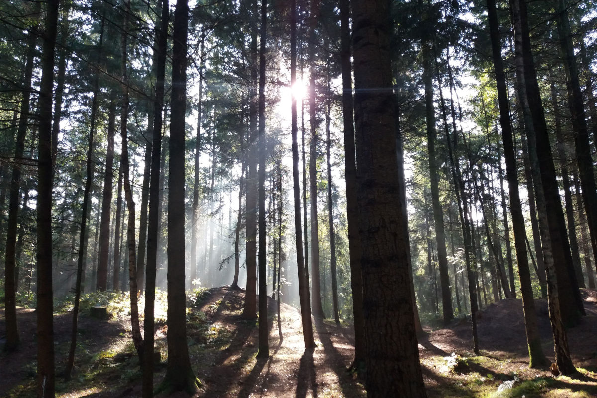 Ellikon an der Thur ZH – Erhöhte Bruchgefahr im Wald