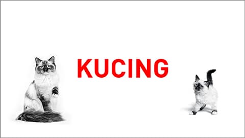 Jual Royal Canin Terbaru Berkualitas Ace Online