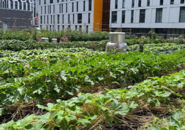 TMU Urban Farm