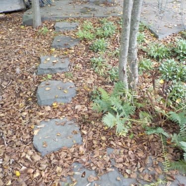Alcove Split Stepping 